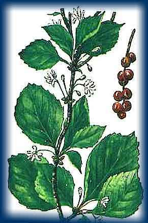 Cytryniec Chiński